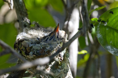 Hummingbird babies 4.jpg