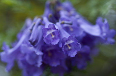 Jacaranda flowers.jpg