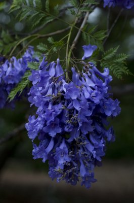 Jacaranda flowers 2015.psd