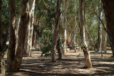 Euycaliptus trees