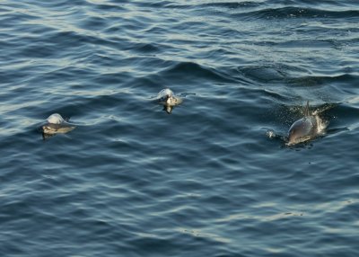 PAG-7477.jpg