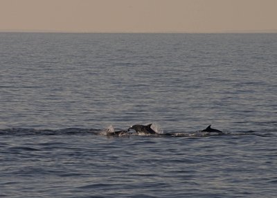 PAG-7444.jpg