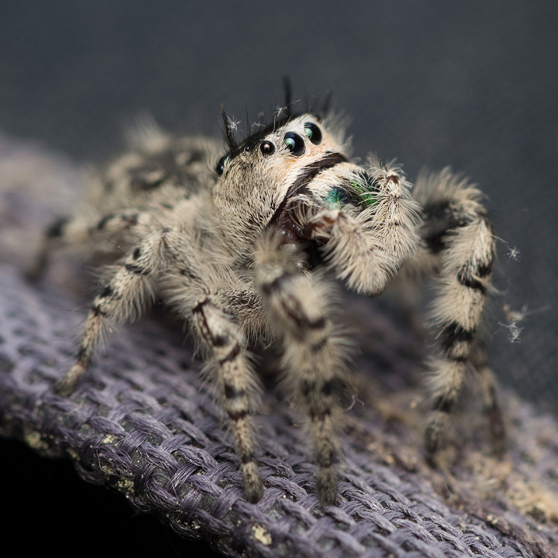 Jumping spider half profile sm 2740.jpg