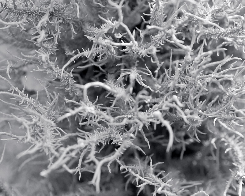 Lichens 4759.jpg