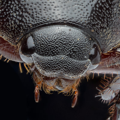 Beetle 5_18 ZS PMax crop.jpg