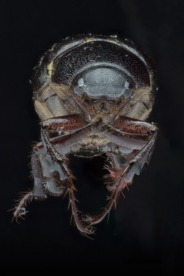 Beetle head-on reduced