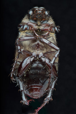 Beetle underside reduced