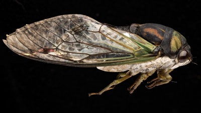 Cicada profile focus stack