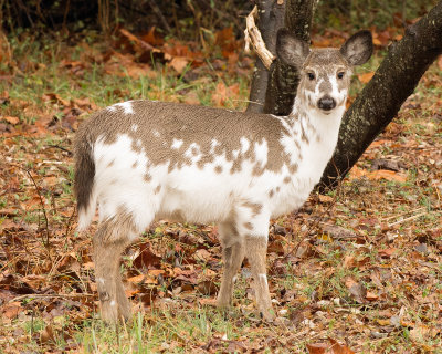 Spotted deer 4693.jpg