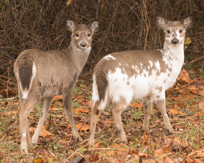 Spotted deer and family 4712.jpg