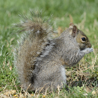 Squirrel 4991 sm.jpg