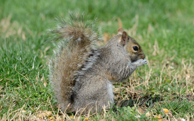 Squirrel 4991.jpg