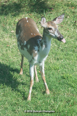 Spotty the deer 5045.jpg