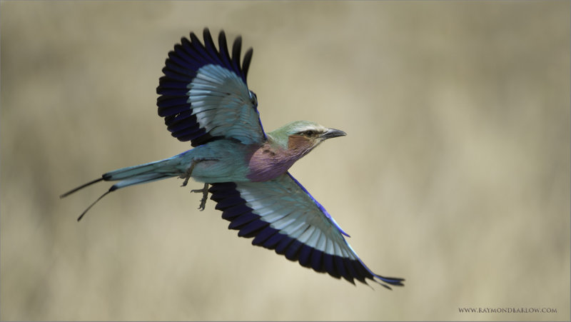 Lilac Breasted Roller 