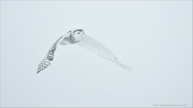 Snowy Owl in Flight  