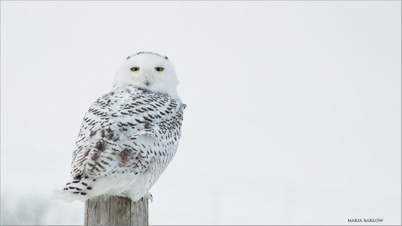  Marias Snowy Owl 