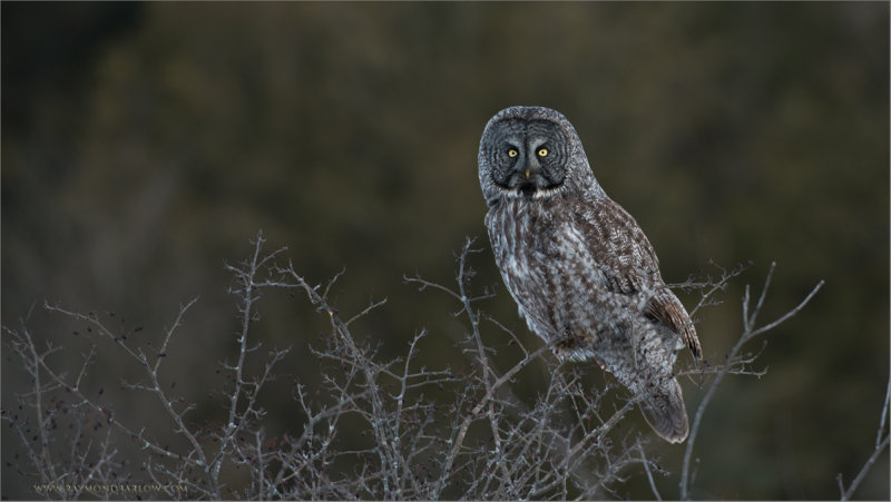 Great Gray Owl 