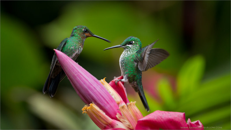 Green-crowned Brilliant Fight!