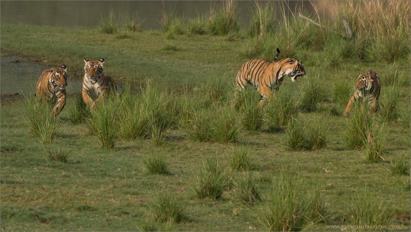 4 Tigers on the Run