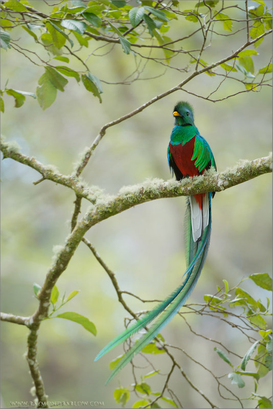 Resplendent Quetzal 