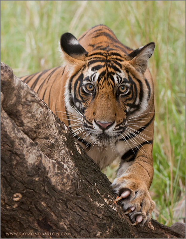 Royal Bengal Tiger - T39 Cub