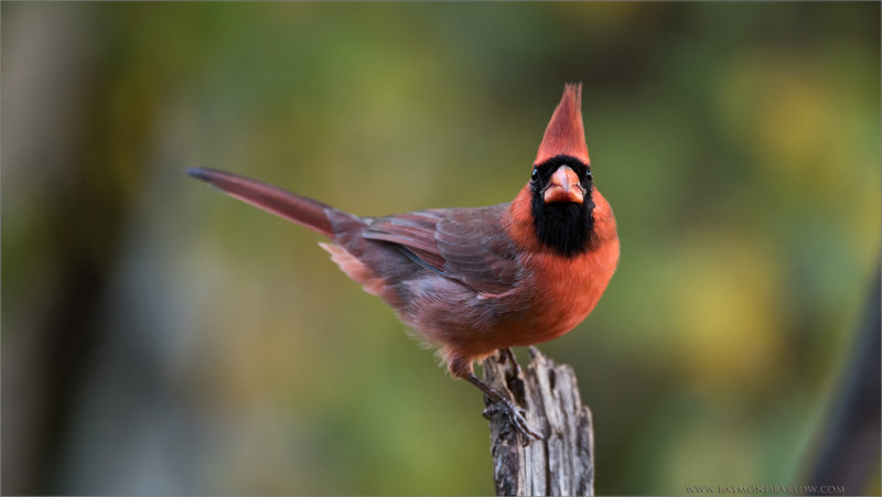 Northern Cardinal 