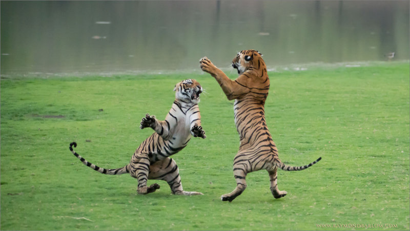 Royal Bengal Tiger Sisters in Battle