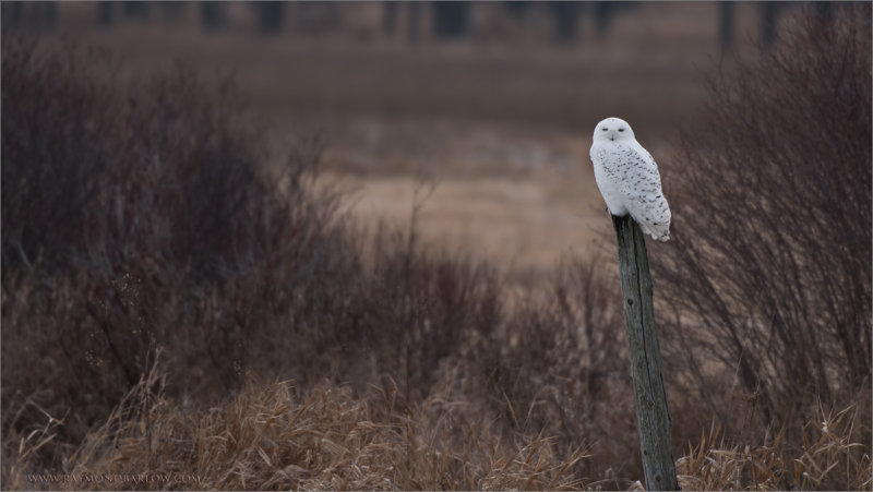 Snowy Owl Hunting