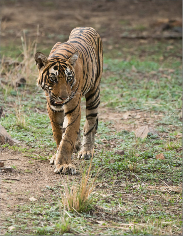 Tiger on the Prowl 