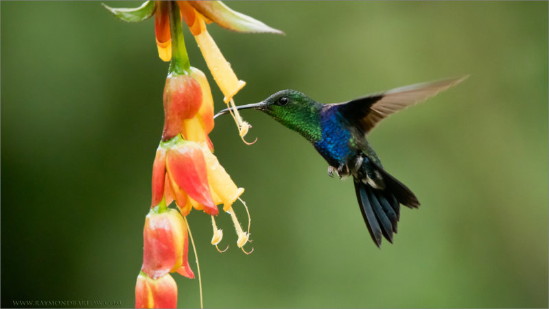 Green-crowned Woodnymph