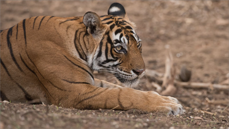 Royal Bengal Tiger Portrait