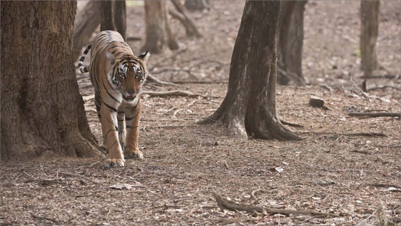 Princess Arrowhead - Female Tigress in India 