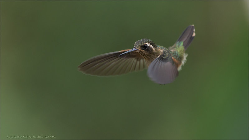  Hummingbird 