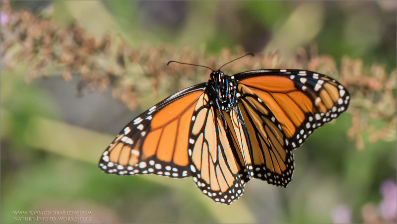 Monarch Butterfly in Flight