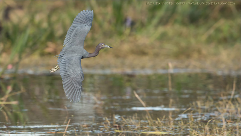  Little blue heron in Flight 