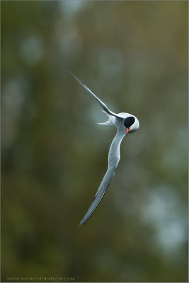 Common Tern in Flight 