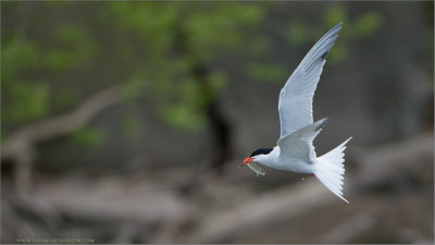 Common Tern with Lunch 