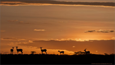 Grants Gazelle and a Tanzania Sunset 