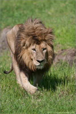 Male Lion in Tanzania 