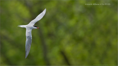 Common Tern in Flight  (Nikkor 800mm f/5.6 IF-ED)