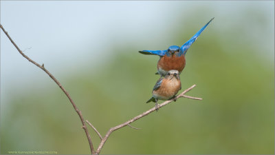Eastern Bluebirds Mating 
