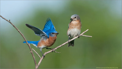 Eastern Bluebirds 
