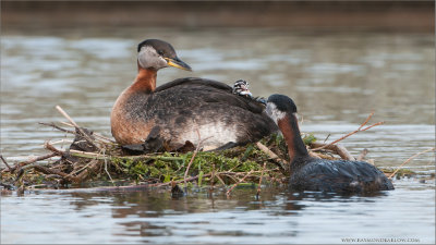 Red-necked Grebes 