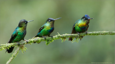 Firey-throated Hummingbirds 