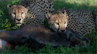 Cheetah Brothers having a Meal 