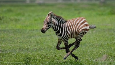 Zebra in Flight 