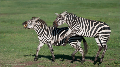 Zebra Airborn