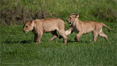 Lion Cubs in Play