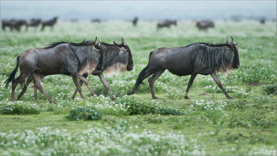 Wildebeest Migration in the Serengetti 