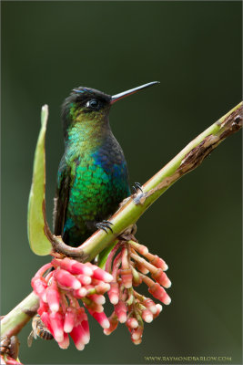 Firey-throated Hummingbird 